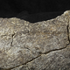 Segmento del fémur de Mastodonte con marcas de golpes realizados con herramientas. Foto: Museo de Ciencias Naturales de San Diego